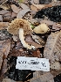  ( - HAY-F-005538)  @11 [ ] by (2023) Mandy Hackney Fungal Diversity Survey