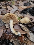  ( - HAY-F-005538)  @11 [ ] by (2023) Mandy Hackney Fungal Diversity Survey