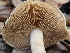  ( - HAY-F-005538)  @11 [ ] by (2023) Mandy Hackney Fungal Diversity Survey
