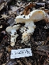  ( - HAY-F-005562)  @11 [ ] by (2023) Mandy Hackney Fungal Diversity Survey