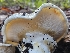  ( - HAY-F-005562)  @11 [ ] by (2023) Mandy Hackney Fungal Diversity Survey