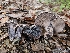  ( - HAY-F-005563)  @11 [ ] by (2023) Mandy Hackney Fungal Diversity Survey