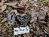  (Hydnellum fuscoindicum - HAY-F-005563)  @11 [ ] by (2023) Mandy Hackney Fungal Diversity Survey
