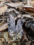  ( - HAY-F-005563)  @11 [ ] by (2023) Mandy Hackney Fungal Diversity Survey
