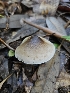  ( - HAY-F-005535)  @11 [ ] by (2023) Mandy Hackney Fungal Diversity Survey