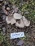  ( - HAY-F-005533)  @11 [ ] by (2023) Mandy Hackney Fungal Diversity Survey