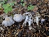  ( - HAY-F-005540)  @11 [ ] by (2023) Mandy Hackney Fungal Diversity Survey