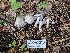  ( - HAY-F-005540)  @11 [ ] by (2023) Mandy Hackney Fungal Diversity Survey