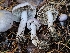  ( - HAY-F-005540)  @11 [ ] by (2023) Mandy Hackney Fungal Diversity Survey