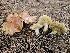  ( - HAY-F-007412)  @11 [ ] by (2023) Mandy Hackney Fungal Diversity Survey