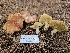  ( - HAY-F-007412)  @11 [ ] by (2023) Mandy Hackney Fungal Diversity Survey