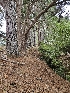  ( - HAY-F-007412)  @11 [ ] by (2023) Mandy Hackney Fungal Diversity Survey