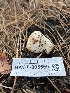  ( - HAY-F-005559)  @11 [ ] by (2023) Mandy Hackney Fungal Diversity Survey
