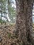  ( - HAY-F-005559)  @11 [ ] by (2023) Mandy Hackney Fungal Diversity Survey