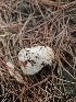  ( - HAY-F-005559)  @11 [ ] by (2023) Mandy Hackney Fungal Diversity Survey