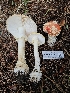  ( - HAY-F-007447)  @11 [ ] by (2023) Mandy Hackney Fungal Diversity Survey
