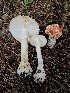  ( - HAY-F-007447)  @11 [ ] by (2023) Mandy Hackney Fungal Diversity Survey