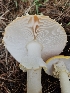  ( - HAY-F-007447)  @11 [ ] by (2023) Mandy Hackney Fungal Diversity Survey