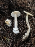  ( - HAY-F-005542)  @11 [ ] by (2023) Mandy Hackney Fungal Diversity Survey
