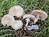  ( - HAY-F-005556)  @11 [ ] by (2023) Mandy Hackney Fungal Diversity Survey