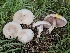 ( - HAY-F-005556)  @11 [ ] by (2023) Mandy Hackney Fungal Diversity Survey