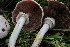  ( - HAY-F-007312)  @11 [ ] by-nc (2023) Taye Bright Fungal Diversity Survey