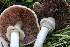  ( - HAY-F-007312)  @11 [ ] by-nc (2023) Taye Bright Fungal Diversity Survey