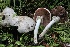  ( - HAY-F-007312)  @11 [ ] by-nc (2023) Taye Bright Fungal Diversity Survey