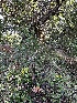  ( - HAY-F-007319)  @11 [ ] by-nc (2023) Taye Bright Fungal Diversity Survey
