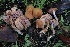  ( - HAY-F-007319)  @11 [ ] by-nc (2023) Taye Bright Fungal Diversity Survey