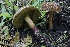  ( - HAY-F-007321)  @11 [ ] by-nc (2023) Taye Bright Fungal Diversity Survey