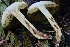  ( - HAY-F-007321)  @11 [ ] by-nc (2023) Taye Bright Fungal Diversity Survey