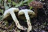  ( - HAY-F-007321)  @11 [ ] by-nc (2023) Taye Bright Fungal Diversity Survey