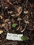  ( - HAY-F-007151)  @11 [ ] by-nc (2023) Dean Lyons Fungal Diversity Survey