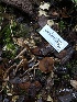  ( - HAY-F-007149)  @11 [ ] by-nc (2023) Dean Lyons Fungal Diversity Survey