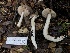  ( - HAY-F-007138)  @11 [ ] by-nc (2023) Dean Lyons Fungal Diversity Survey