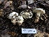  ( - HAY-F-007143)  @11 [ ] by-nc (2023) Dean Lyons Fungal Diversity Survey
