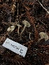  ( - HAY-F-007147)  @11 [ ] by-nc (2023) Dean Lyons Fungal Diversity Survey
