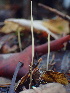  (Macrotyphula sp. juncea-CA03 - HAY-F-007144)  @11 [ ] by-nc (2023) Dean Lyons Fungal Diversity Survey