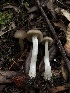  (Entoloma sp. CA44 - HAY-F-007831)  @11 [ ] by-nc (2023) Dean Lyons Fungal Diversity Survey