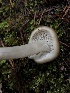  ( - HAY-F-007831)  @11 [ ] by-nc (2023) Dean Lyons Fungal Diversity Survey