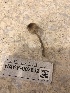  ( - HAY-F-007832)  @11 [ ] by-nc (2023) Dean Lyons Fungal Diversity Survey