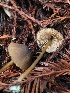  (Entoloma sp. formosum-CA01 - HAY-F-007833)  @11 [ ] by-nc (2023) Dean Lyons Fungal Diversity Survey