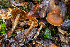  ( - HAY-F-007149)  @11 [ ] by-nc (2023) Dean Lyons Fungal Diversity Survey