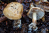  ( - HAY-F-007139)  @11 [ ] by-nc (2023) Dean Lyons Fungal Diversity Survey