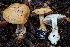  ( - HAY-F-007139)  @11 [ ] by-nc (2023) Dean Lyons Fungal Diversity Survey