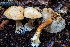  ( - HAY-F-007139)  @11 [ ] by-nc (2023) Dean Lyons Fungal Diversity Survey