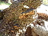  ( - HAY-F-004305)  @11 [ ] by-nc (2023) Jaren Hockert Fungal Diversity Survey