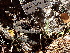  ( - HAY-F-004305)  @11 [ ] by-nc (2023) Jaren Hockert Fungal Diversity Survey