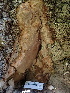  ( - HAY-F-004305)  @11 [ ] by-nc (2023) Jaren Hockert Fungal Diversity Survey